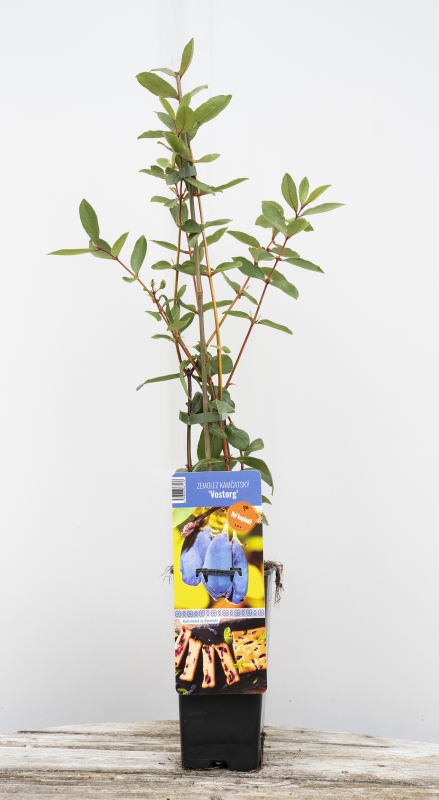 Zemolez kamčatský ´Vostorg´