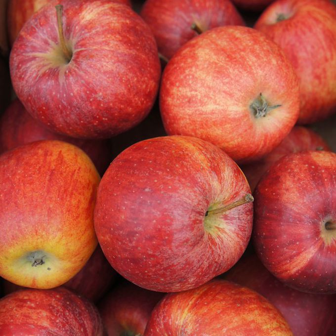 Jabloň ´Gala Mitchgla´ jesenná 5l