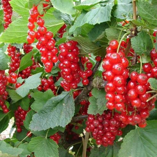 Ríbezľa červená ´Trent´ ker