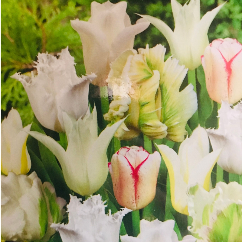 Tulipán exklusiv ´Gama White´