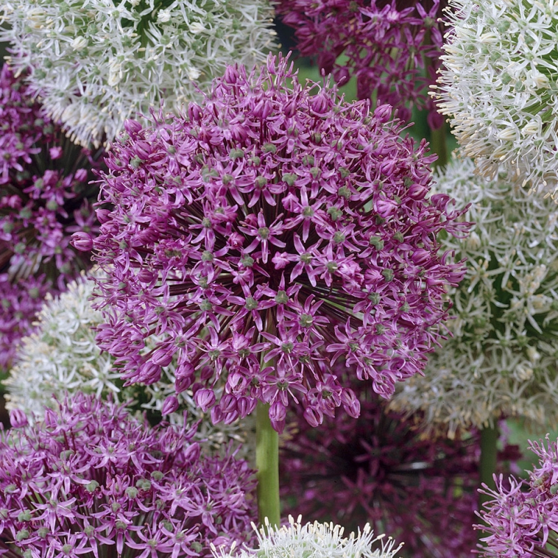 Cesnak okrasný ´Mars´