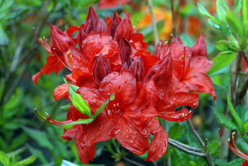 Azalka veľkokvetá ´Parkfeuer´