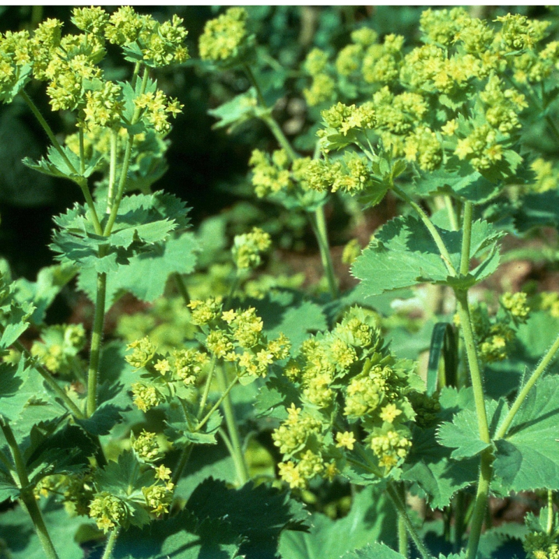 Alchemilka obyčajná