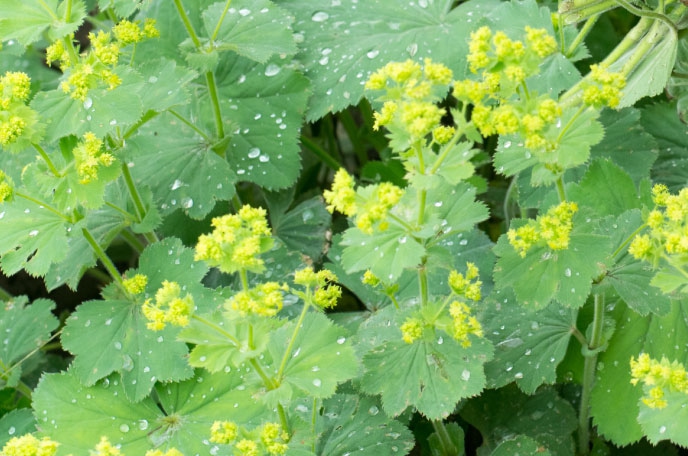 Alchemilka obyčajná