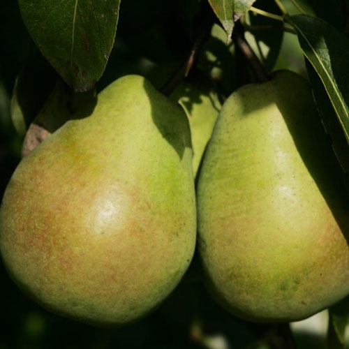 Hruška "Lucasová" zimná, podp.Dula, voľnok.