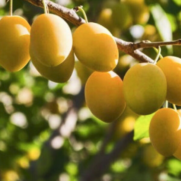 Slivka ´Špendlík žltý´