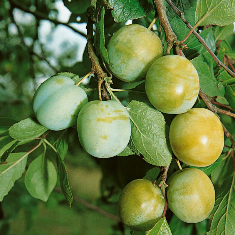 Ringlota "Zelená", podp. Myrobalán, voľnok.