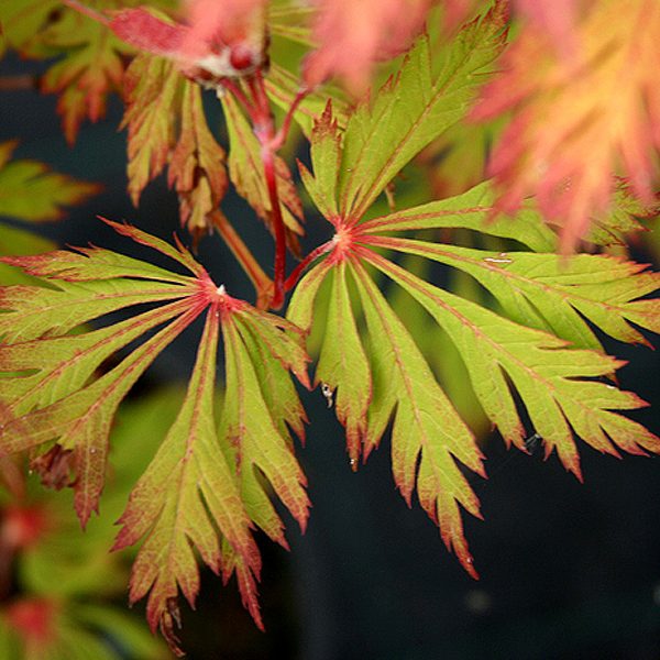Javor japonský  ’Aconitifolium’