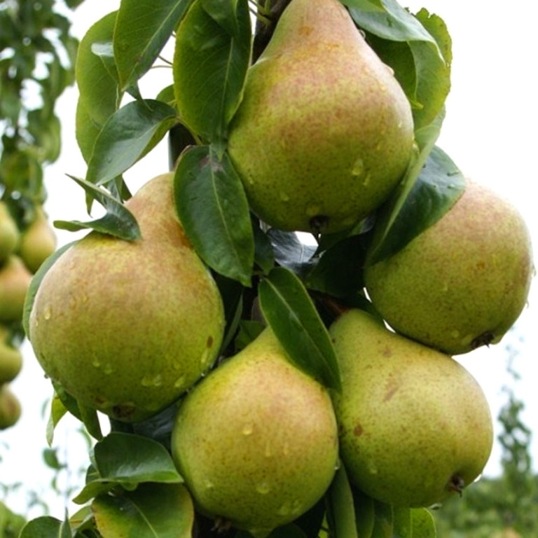 Hruška stĺpová ´Condo jesenná´, podp. Dula, kont. 2l