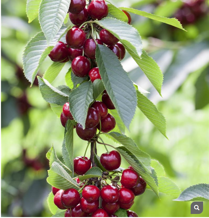 Čerešňa stĺpová ´Viktoria´, kont. 5l