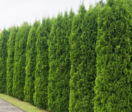 Tuja Smaragdová 90 - 110cm