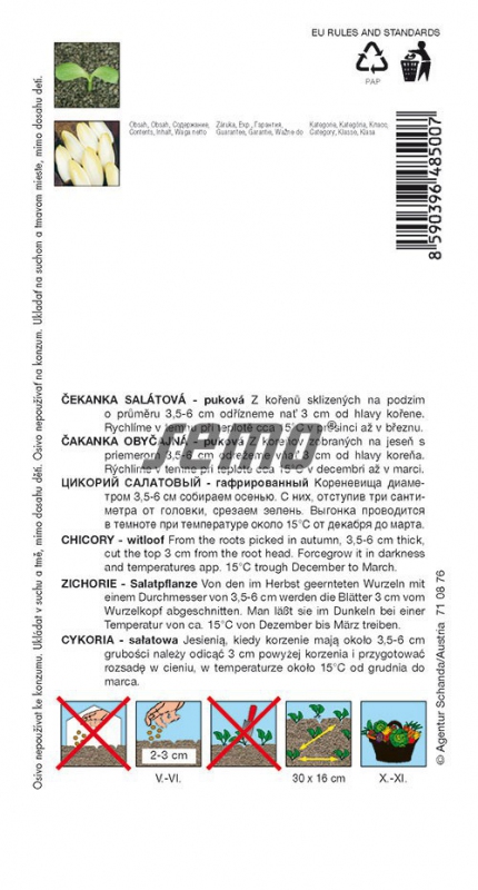 Semo Čakanka puková ´Mechelse Middelvroeg´