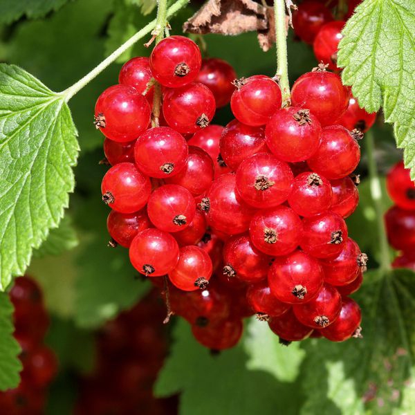 Ríbezľa červená "Jonkheer van tets" KER