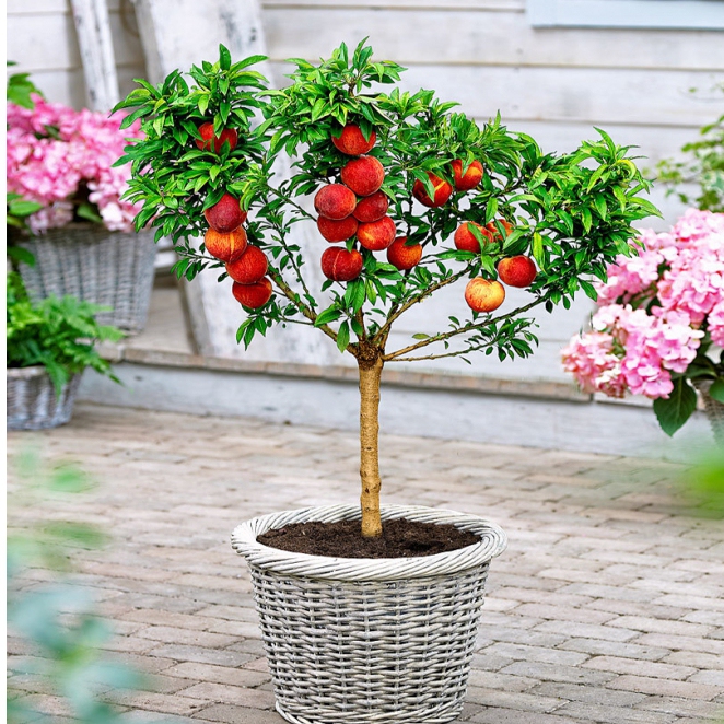 Nektarinka Rubis Necta Zee