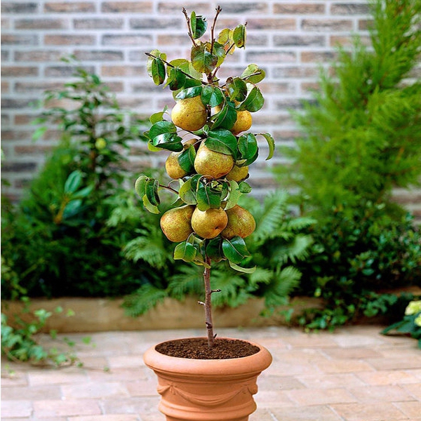 Hruška stĺpovitá "Concorde" 2l