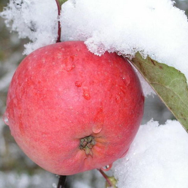 Jabloň "Fuji" zimná, podpn. A2, voľnok.