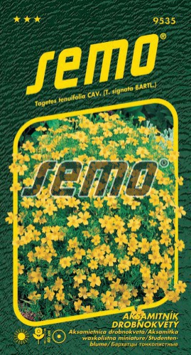 Semo Aksamietnica drobnokvetá ´Žltá´