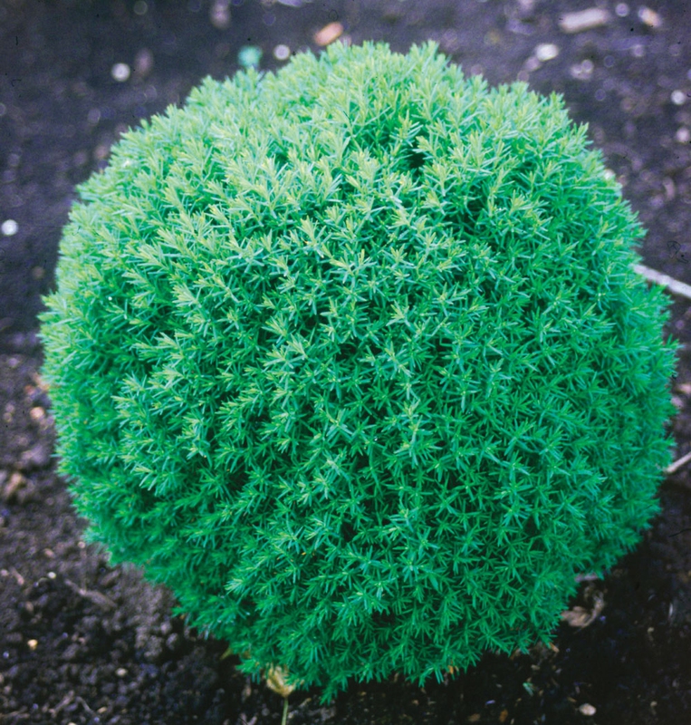 Tuja západná "TEDDY"