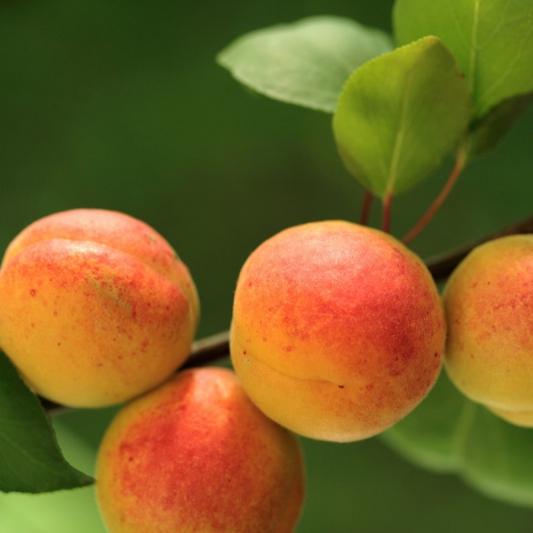 Marhuľa "Bergeron" neskorá, podp. Myrobalán, voľnok.