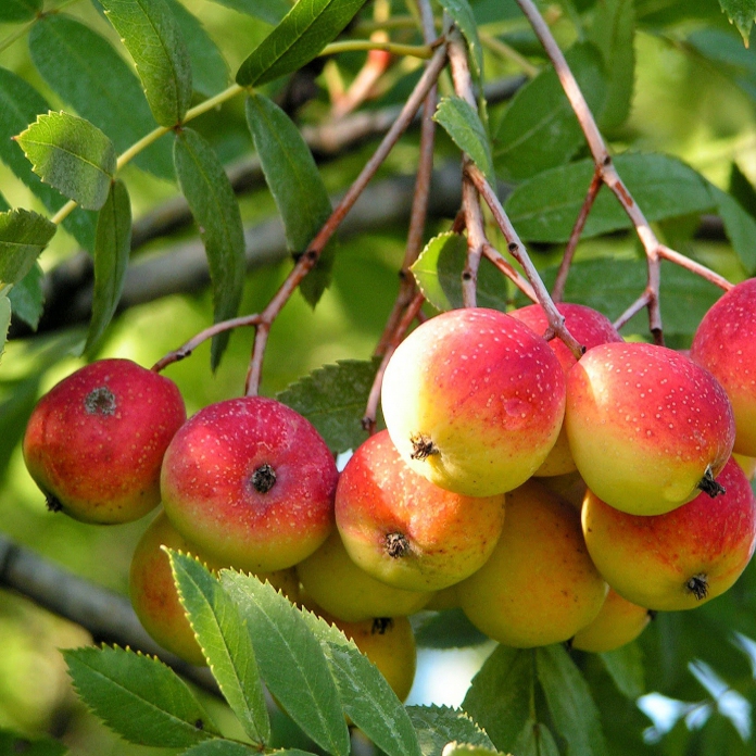 Oskoruša - Jarabina Oskorušová