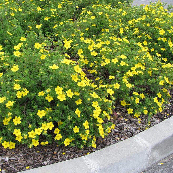 Nátržník krovitý ‘Klondike’