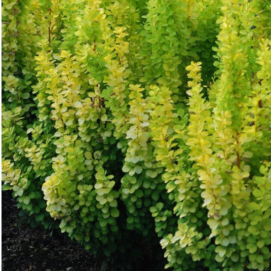 Dráč Thunbergov "Golden Rocket"