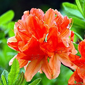 Azalka veľkokvetá "Gibraltar"