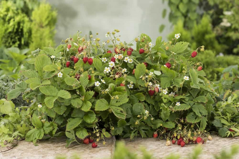 Jahoda lesná ´Alexandria´