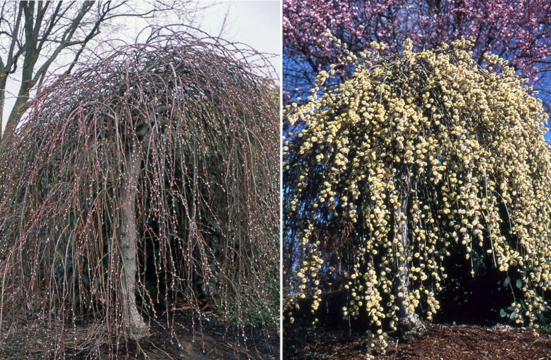Vŕba vysoká previslá ´Kilmarnock´ na kmienku 120cm