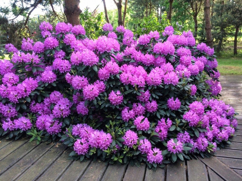 Rododendrón ´Roseum Elegans´