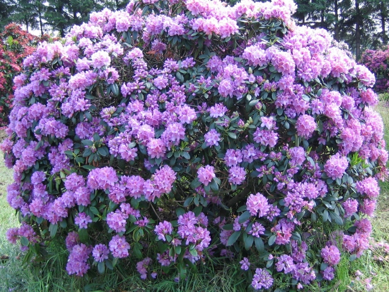 Rododendrón ´Catawbiense Grandiflorum´