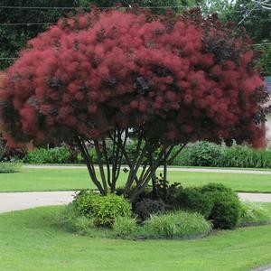 Škumpa vlasatá ´Royal Purple´ 125 - 150cm