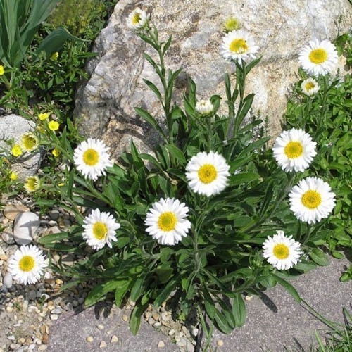 Astra alpinska ´White´