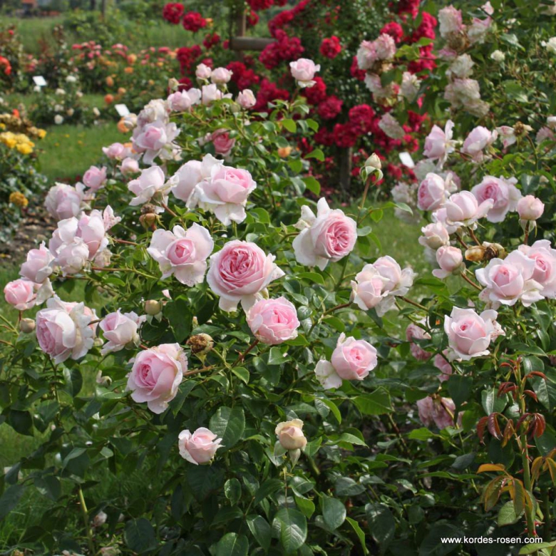 Ruža ´Wellenspiel´