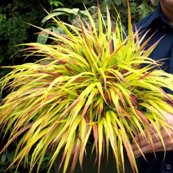 Rákosovka japonská ´Sunflare´