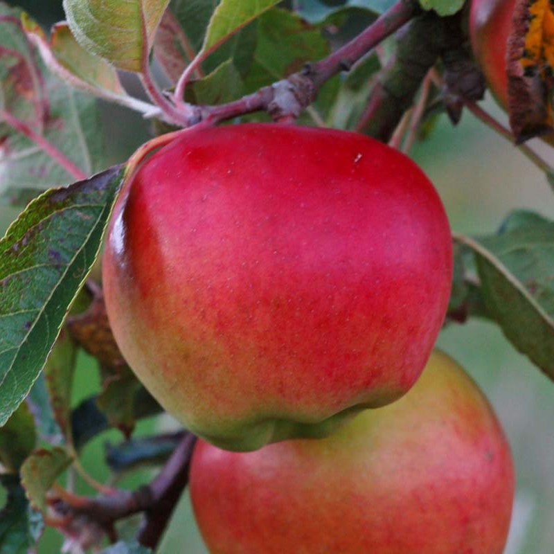 Jabloň ´Prima´ jesenná, podp. M9, kont. 5l