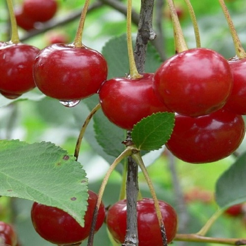 Višňa ´Nana´ neskorá, podp. Mahalebka, voľnok.