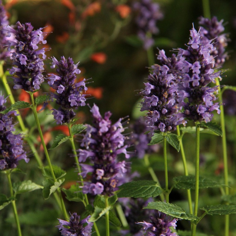 Agastache ´Black Adder´