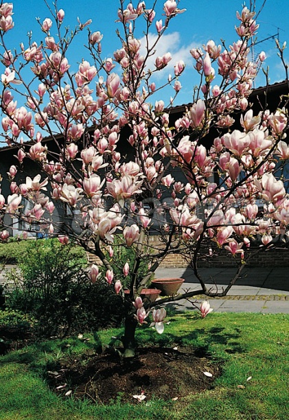 Magnólia ´Satisfaction´