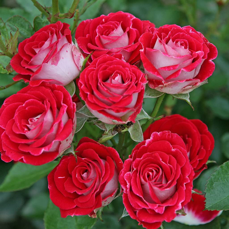 Ruža stromčeková ´Red White´