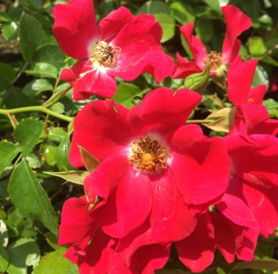 Ruža stromčeková previslá ´Sommerabend´