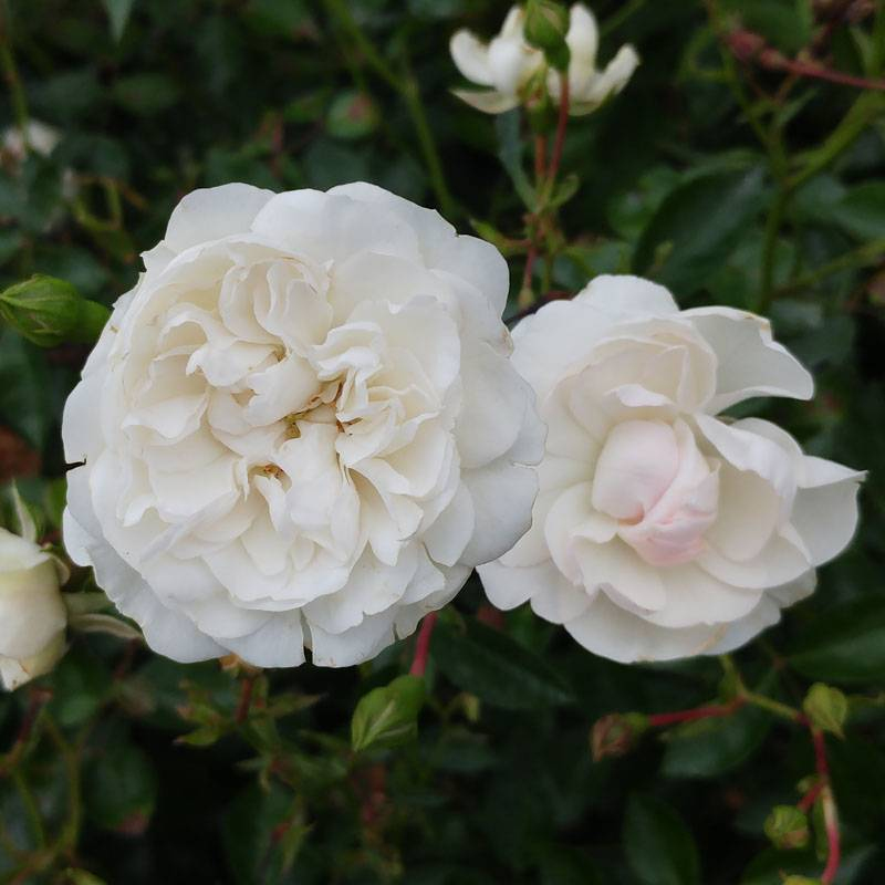 Ruža stromčeková previslá ´Swany´