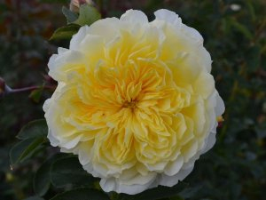 Ruža stromčeková previslá ´Solemio´