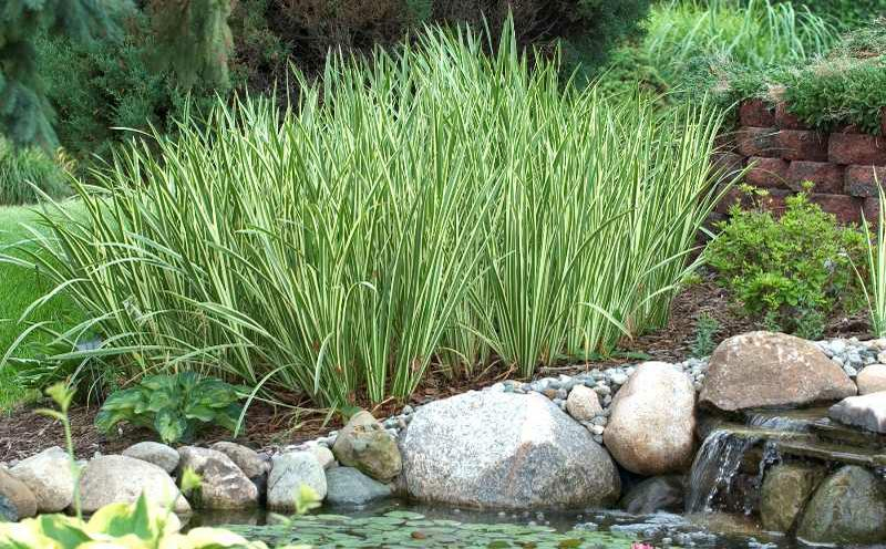 Puškvorec obyčajný ´Variegatus´