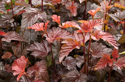 Tavoľa kalinolistá ´Lady in Red´