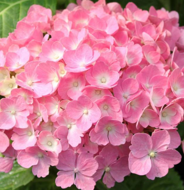 Hortenzia kalinolistá ´Bouquet Rose´