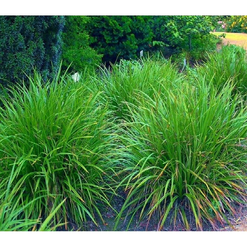 Ostrica japonská ´Irish Green´