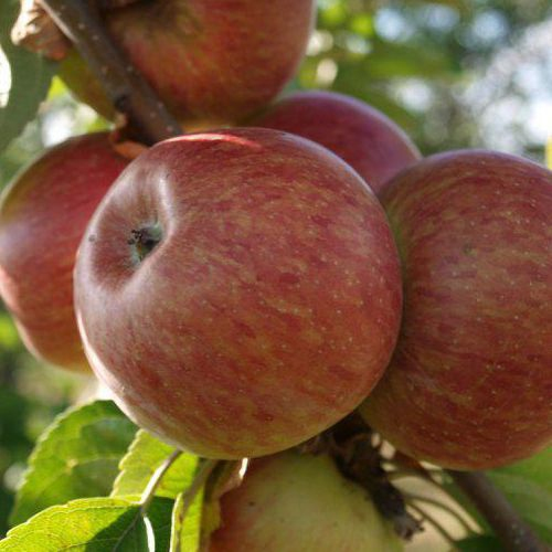 Jabloň stĺpová ´Herald´ zimná, podp. MM106, kont. 2l