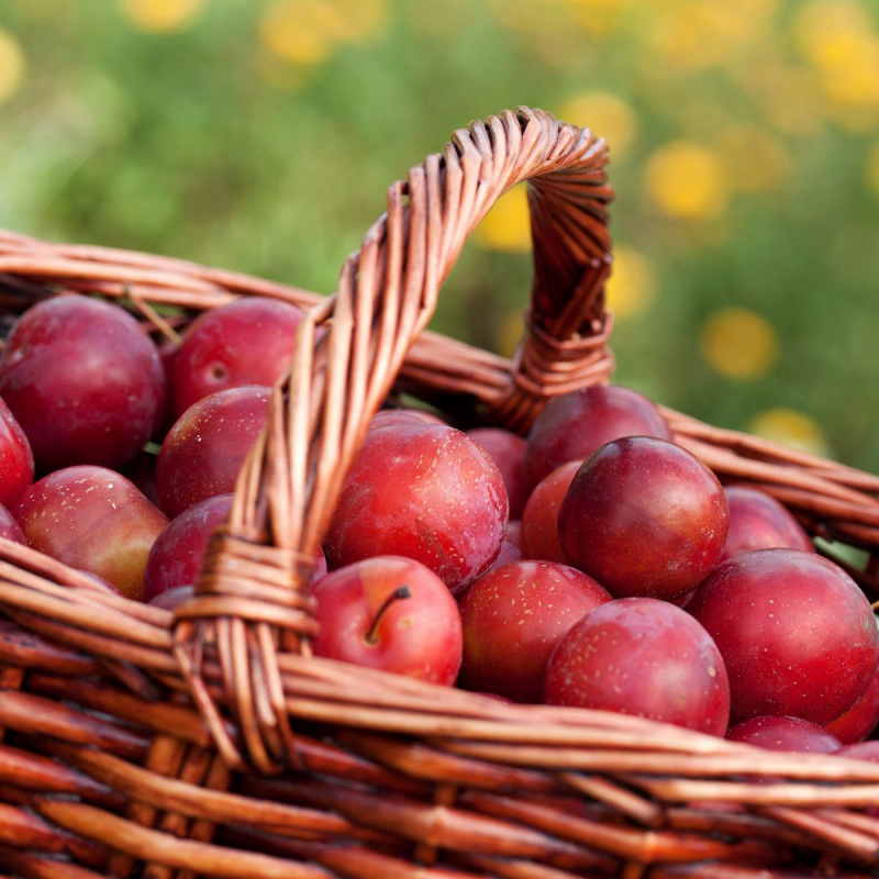 Mirabelka stĺpovitá ´Ruby´ kont. 2l