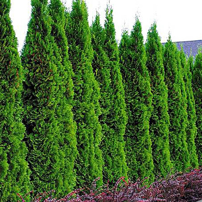 Tuja Smaragdová 120 - 150cm